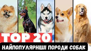 Найпопулярніші Породи Собак в Україні та Світі. ТОП 20