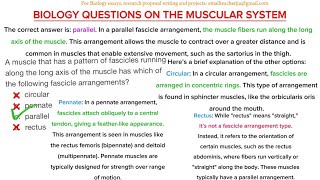 Muscular System: Biology Questions and Answers | Clear & Simple Explanations!