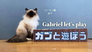 バーマン猫ガブ【ガブと遊ぼう】Gabriel let's play（バーマン猫）Birman/Cat