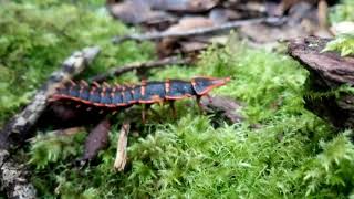 キナバル公園、サンヨウベニボタル　Trilobite Beetle at Kinabalu Park