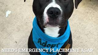 NEEDS EMERGENCY PLACEMENT ASAP/WILSON 216081/GOOD BOY/NH RESCUE NEEDED/NYCACC/SIACC