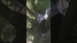 CRAZY golf shot out of a tree! 🤯