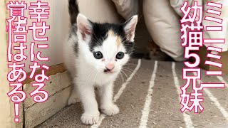 保護幼猫5兄妹、幸せへの覚悟を完了する The rescued kitties got ready.