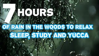 7 hours of rain in the woods to relax, sleep, study and yucca