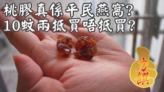 淺談桃膠功效 桃膠真係平民燕窩? 10蚊両抵買唔抵買?