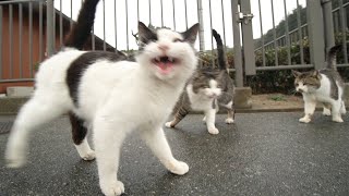 冬の雨の日の給餌前の猫たちの喜びのスリスリがすさまじい 野良猫 感動猫動画