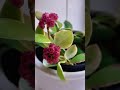 flowers plants hoya garden brunfelsia nature gardening love