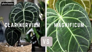 Anthurium Clarinervium vs Anthurium Magnificum | Which is better?