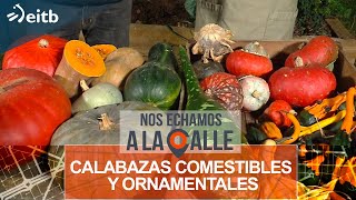 Calabazas comestibles y ornamentales por Iñigo Segurola