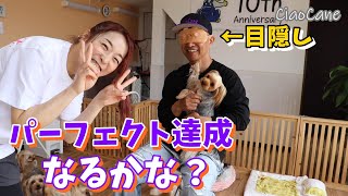 チャオおじさんは目隠しをして当てられるのか選手権【ヨークシャーテリア専門犬舎チャオカーネ】