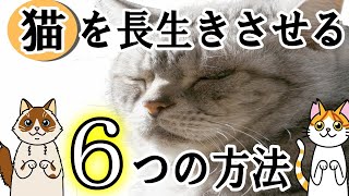 猫を長生きさせる６つの方法【健康の秘訣】