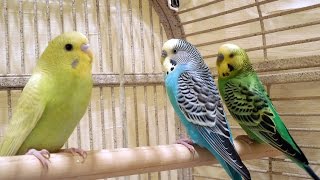 A unique footage of my pet budgies singing.  A new footage of pet parakeets chirping.