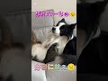 甘え猫と悟り犬　ボーダーコリー　 shorts 犬　 猫　 cat dog