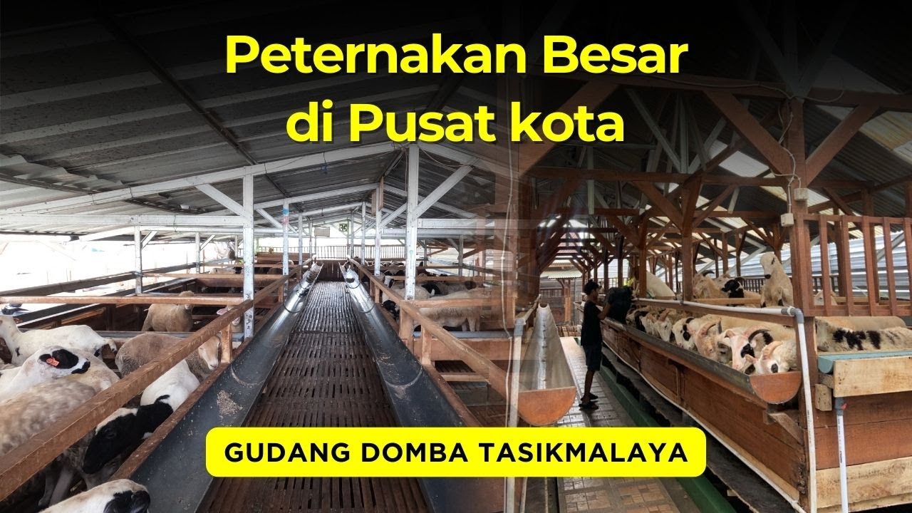 Cara Lengkap Breeding Peternakan Besar, Wajib Dicoba! - YouTube