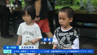 [第一时间]又到收获季 四川泸州：迎来大丰收 10万吨桂圆陆续上市| 财经风云