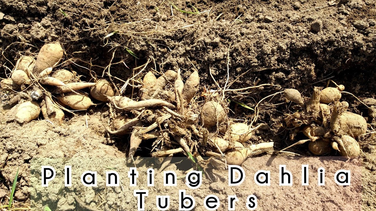 How To Plant Dahlia Tubers Planting Dahlias Youtube