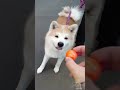 秋田犬はる、スーパーボール拾ったら態度が豹変！！　 shorts 秋田犬 akita ハチ公 dog かわいい