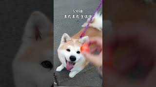 秋田犬はる、スーパーボール拾ったら態度が豹変！！　#shorts #秋田犬 #akita #ハチ公 #dog #かわいい