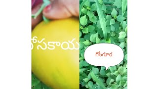 మిద్దె తోటలో(terrace garden)గోంగూర నారు మరెనో