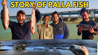 MOST Famous Fish of Indus River Pakistan🇵🇰 | HISTORY of PALLA Fish | Karachi to Jamshoro 🚗