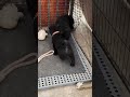 026 这么小就教别人做事 五黑犬 中华田园犬 极品小狗