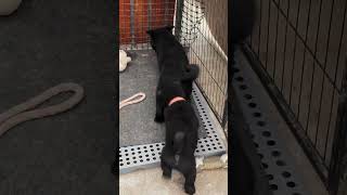 026 这么小就教别人做事#五黑犬#中华田园犬#极品小狗