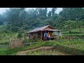 ONE FAMILY CHOOSE TO LIVE AT THE TOP OF THE MOUNTAIN WITHOUT ELECTRICITY SURROUNDED IN A FOREST