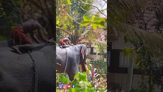 Chirakkal kalidhasan Mangod Pooram elephant Palakkad Vela Kerala