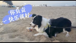 谁说边牧胆子小？我的小狗狗最勇敢—This is my brave border collie Mia