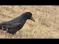 कागका रोचक तथ्यहरु ।। interesting facts about crows.