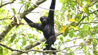 Hoolock gibbon | উল্লুক | Satchari National Park | Bangladesh