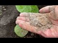 a couple of drops and there are no pests on the cabbage