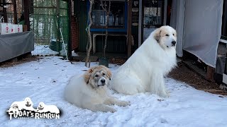 雪をのんびり楽しむアランとワチャワチャ楽しむベルです　Great Pyrenees　グレートピレニーズ