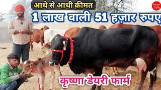 1 लाख वाली 51 हज़ार में 👍 जसविन्द्र सिंह की 7/8 गाय ✅ Sahiwal Gir Rathi Cow 👌Cow Dairy Farm Talk