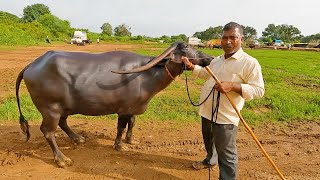 Boragal buffalo trader in Kittur market