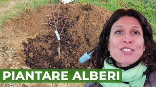 Come PIANTARE ALBERI da frutto 🌳  | ORTO