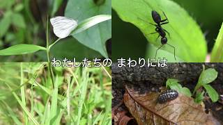 授業に活かせる動画集：みぢかな虫をさがそう