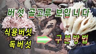 이제부터 진짜 버섯산행 시작. 버섯 골고루 나옵니다.식용버섯 독버섯 구분방법.밀버섯도 보이고 종류가 다양합니다..