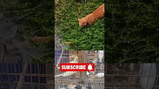 Cat on a mission #cat #animal #animals #youtubeshorts #catlover  #shorts #shortsfeed