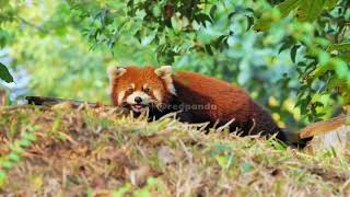 WOW!!! adorable red panda🍼🍼🍼 #amsr #foryou #ailurusfulgens #redpanda #fpy #zoo #cute