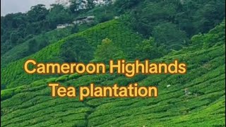 Cameroon Highlands | Malaysia | Tea Plantation | চা বাগান | মালয়েশিয়া |