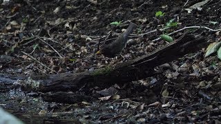 山中湖 大洞の泉のクロツグミ（雄）の水浴び　その４５（4K60P動画）