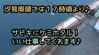 夕方に中アジ、小アジの時合が！サビキで年無しも！　フィッシングマックス泉大津店