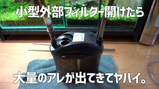 超小型の外部フィルターなのに大量のアレが…！その代わり水槽が…！#590【アクアリウム】