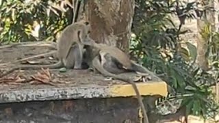 #monkey slave , indian golden #langoor, #animal behavior