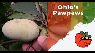 Ohio's Pawpaws