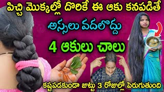 🔥4 ఆకులు చాలు ఈ ఆకు కనపడితే అస్సలు వదలకండి | మీరు వద్దన్నా కష్టపడకుండా జుట్టు 3 రోజుల్లో పెరుగుతుంది