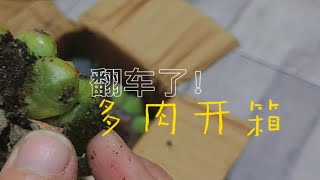 多肉开箱~翻车了~第一次买到化水这么严重的多肉！