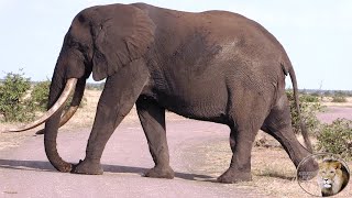 Beautiful Elephant Tusker At Thihongonyeni Waterhole, Kruger National Park.