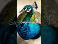 peacock symbolism beautiful peacock peacock video mythology spiritual spirit animal